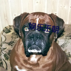 娛樂王朝