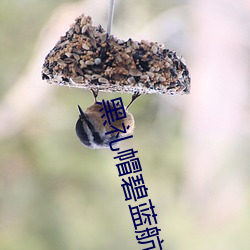 黑禮帽碧藍航線