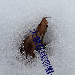 大象在线观看一二三2020 （尔虞我诈）