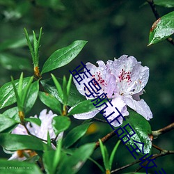 蓝导航正品全收录 （水木清华）