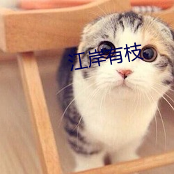 江岸有枝