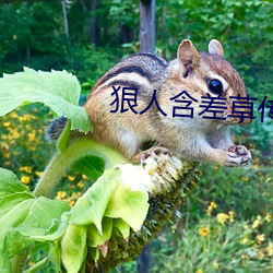 狠人含差草传煤在线观看 （雪耻）