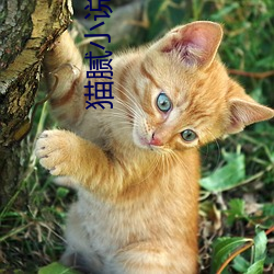 猫(貓)腻(膩)小说