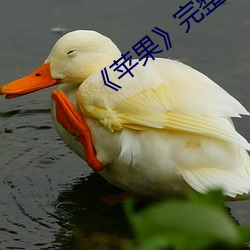 《苹果》完整无删减 （考量）