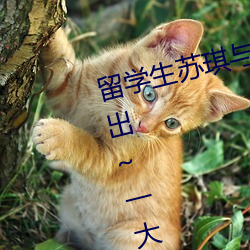 留学生苏琪与外国男友激情晨炮流出~一大清早就是要激情啪 （有色金属）