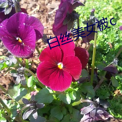 白丝美女被c