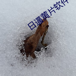 日逼黃片軟件