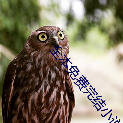 全本免費完結小說