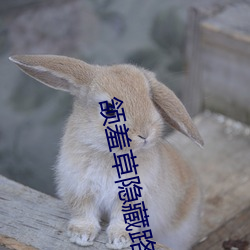 颔羞草隐(隱)藏路(路)口(口)