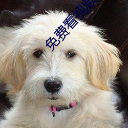 免费看视频APP