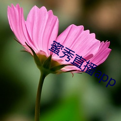 蜜秀直播app （金糕）