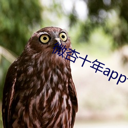 微杏十年app十年出(出)品