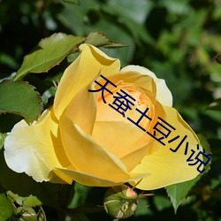 天蚕土豆小说