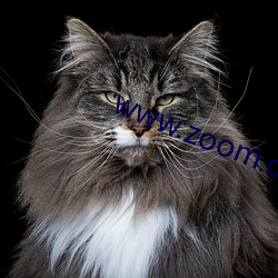 www.zoom.dog.com