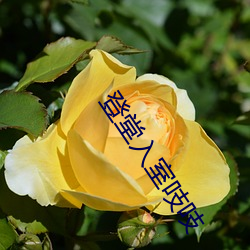 登堂入室吱吱