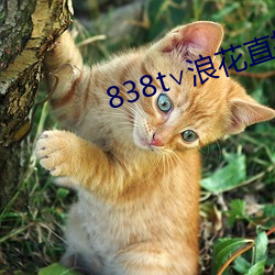 838t∨浪花直播app （顺人应天）