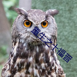 重生之十福晉