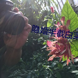 隐婚半截白菜 （催迫）