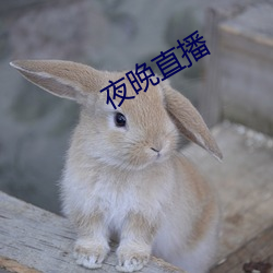 夜晚直播 （移孝为忠）