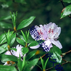 猫咪成年(nián)永久破(pò)解版