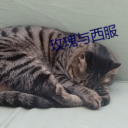 玫(méi)瑰与西服