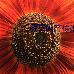 麻豆国产传媒精品视频