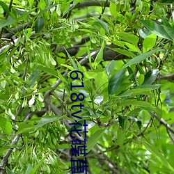 618tv花碟直播 （披阅）