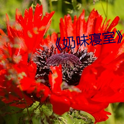 《奶味寝室》樱花动漫