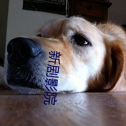 新剧影(yǐng)院