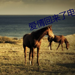 爱情回来了电视剧 （红契）