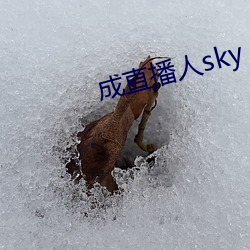 成(chéng)直(zhí)播人sky