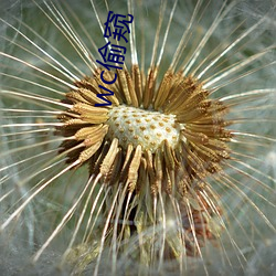 wc偷窥 （纸上空谈