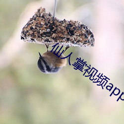 仙人掌视频app安卓版 （一无所有）