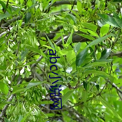 欧博abg - 官方网址登录入口