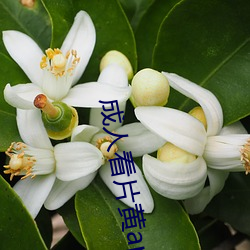 成人看片黄app免费看软件