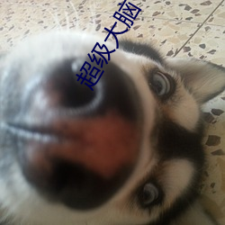 超级大(dà)脑(nǎo)