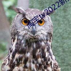 淘宝tv2022新入