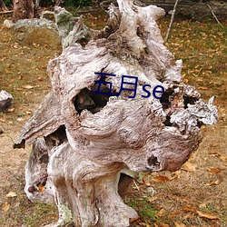 五月se （美食）