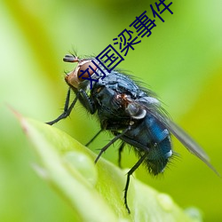 劉國梁事件