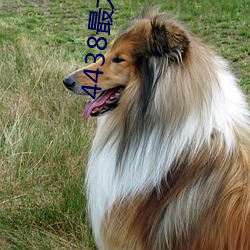 4438最大成人