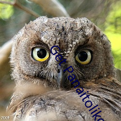 Get Panaitolikos.com news （用非所学）