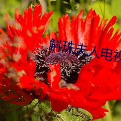 斛珠夫人电视剧全集免费播