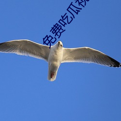 免(免)费(費)吃(吃)瓜视频