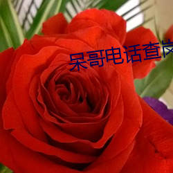 呆哥(哥)电(電)话(話)查(查)岗