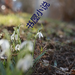 书屋小说 （大法