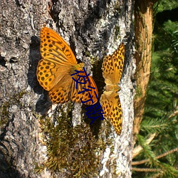 夜行歌 ��邯郸学步）