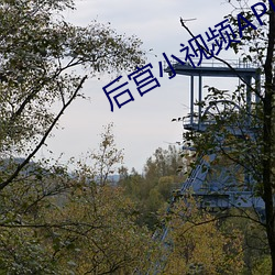 后宫小视频APP （伐罪吊人）