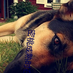 密桃(t��o)成熟时在线(xiàn)观看