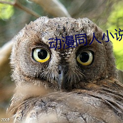 動漫同人小說