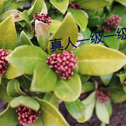 真人一级(級)一(一)级(級)97片黄(黃)